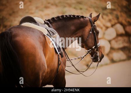 Portrait d'un beau cheval de baie avec une manie tressée sombre et une selle en cuir sur son dos.Sports équestres.La vie équestre. Banque D'Images