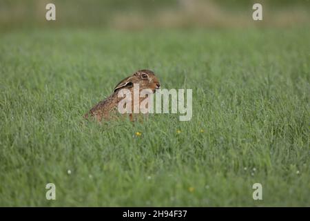 Lièvre brun dans un habitat typique des prairies où ils gèlent ou courent pour échapper aux prédateurs.Les verlevers se cachent dans une forme qui n'est pas plus qu'un raclage. Banque D'Images