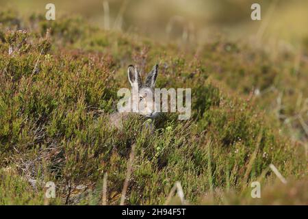 Le lièvre d'Amérique (lièvre bleu) est désormais protégé en Écosse à la suite d'une législation récente.Ils étaient auparavant fortement persécutés sur les landes de tétras. Banque D'Images