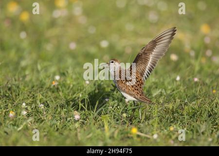 Reproduction de Dunlin sur le machair sur North Uist, ils ont un accès facile aux sources de nourriture des plages ou des champs sablonneux. Banque D'Images