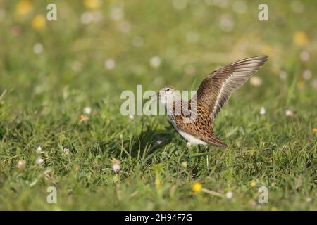 Reproduction de Dunlin sur le machair sur North Uist, ils ont un accès facile aux sources de nourriture des plages ou des champs sablonneux. Banque D'Images