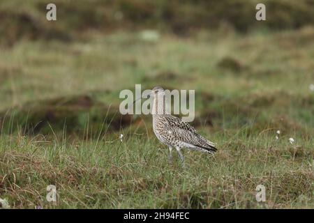 Courlis sur un habitat de reproduction typique de l'Uist du Nord.L'île est couverte de landes et de tourbières, habitat idéal pour cette espèce britannique en déclin. Banque D'Images