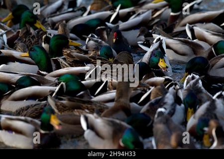 Plusieurs colverts mâles et femelles (Anas platyrhynchos) dans un lieu d'alimentation et entre un seul Moorhen commun (Gallinula chloropus) Banque D'Images