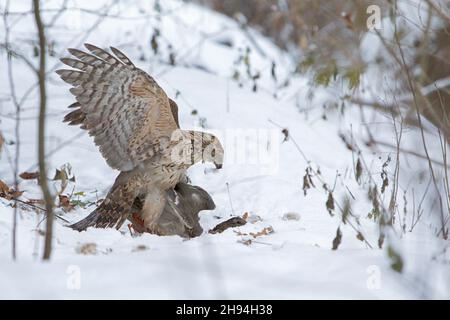 Un jeune palomon du Nord (Accipiter gentilis) se nourrit d'un canard colvert (Anas platyrhynchos) Banque D'Images