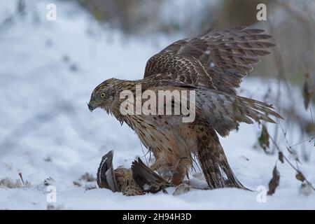 Un jeune palomon du Nord (Accipiter gentilis) se nourrit d'un canard colvert (Anas platyrhynchos) Banque D'Images