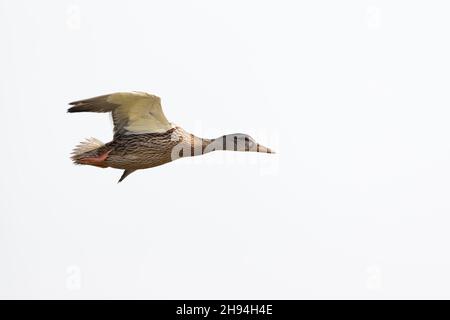 Un Mallard mâle adulte (Anas platyrhynchos) dans le plumage eclipse en vol Banque D'Images