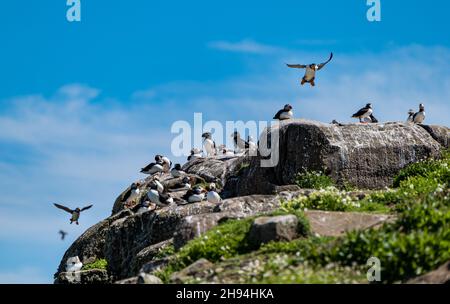 Puffins (Fratercula arctica) dans la réserve naturelle des oiseaux de mer, île de mai, Écosse, Royaume-Uni Banque D'Images