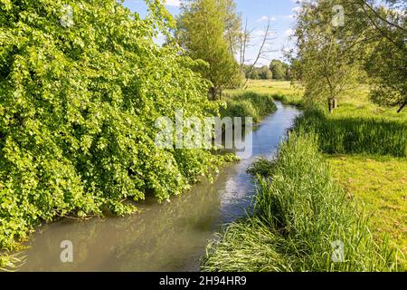 Croissance luxuriante en juin à côté de la rivière Coln dans le village Cotswold de Coln St Dennis, Gloucestershire Royaume-Uni Banque D'Images