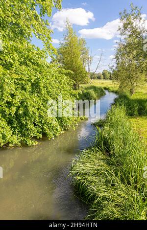 Croissance luxuriante en juin à côté de la rivière Coln dans le village Cotswold de Coln St Dennis, Gloucestershire Royaume-Uni Banque D'Images