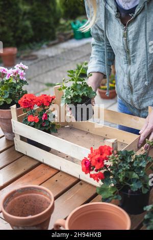 Femme jardinant au printemps.Préparation pour la plantation de semis dans le jardin.Fleuriste mettant des fleurs de géranium dans une caisse en bois Banque D'Images