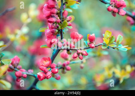 Coing à fleurs (Chaenomeles japonica) au printemps Banque D'Images