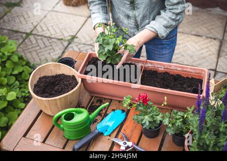 Plantation de semis de géranium dans une boîte de fenêtre et un pot de fleurs sur la table.Femme jardinant à l'arrière-cour au printemps Banque D'Images