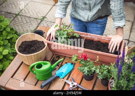 Plantation de plantules de géranium dans un pot de fleurs.Femme jardinant à l'arrière-cour au printemps.Usine de pélargonium sur table en bois Banque D'Images