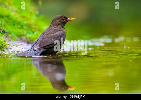 Libre d'un wet Merle noir mâle, Turdus merula lavage, au lissage, boire et nettoyer à l'eau. Focus sélectif et peu de vue poit Banque D'Images