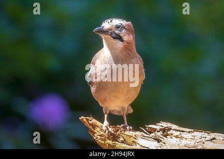 Libre d'un eurasien humides oiseaux jay Garrulus glandarius lavage, nettoyage et lissage à l'eau. Focus sélectif et peu de vue poit Banque D'Images