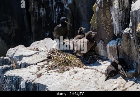 La cague adulte (Phalacrocorax aristotelis) niche, poussins et paire de razorbels (Alca torda) sur le rebord de la falaise, île de mai, Écosse, Royaume-Uni Banque D'Images