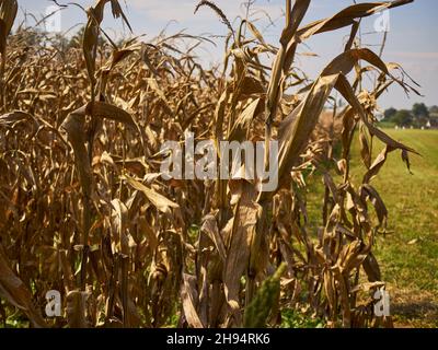 Tiges de maïs dans un champ.Pays Amish, Strasburg, comté de Lancaster, Pennsylvanie, États-Unis Banque D'Images