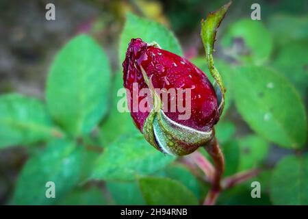 Katmandou, Bagmati, Népal.4 décembre 2021.Un bourgeon de rose rouge est couvert de gouttes de rosée en début de matinée d'hiver dans un jardin à Katmandou, au Népal, le 4 décembre 2021.(Credit image: © Sunil Sharma/ZUMA Press Wire) Credit: ZUMA Press, Inc./Alamy Live News Banque D'Images