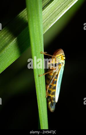 Leafhopper d'ortie (Eupteryx aurata) Banque D'Images