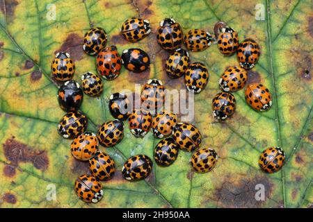 Arlequin Ládybirds Harmonia axyridis Banque D'Images