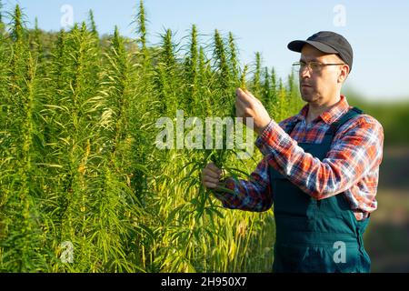 Un agriculteur mâle d'âge moyen de race blanche vérifie les tiges de chanvre industriel à l'heure du coucher du soleil Banque D'Images