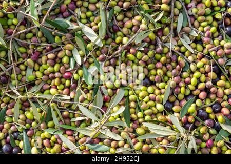 Mains qui collectent et nettoient les olives pendant la récolte d'olives avec des filets d'orange à Keratea en Grèce Banque D'Images