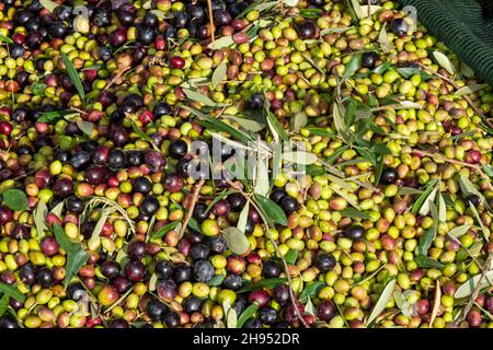 Mains qui collectent et nettoient les olives pendant la récolte d'olives avec des filets d'orange à Keratea en Grèce Banque D'Images