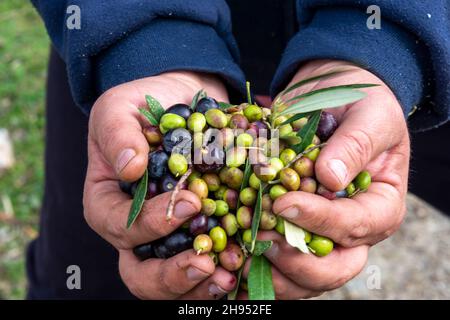 Mains qui collectent et nettoient les olives pendant la récolte d'olives avec des filets d'orange à Keratea en Grèce Banque D'Images