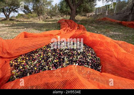 Mains qui collectent et nettoient les olives pendant la récolte d'olives avec des filets d'orange à Keratea en Grèce Banque D'Images