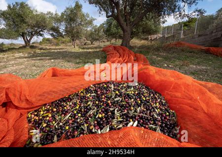 Mains qui collectent et nettoient les olives pendant la récolte d'olives avec des filets d'orange à Keratea en Grèce Banque D'Images