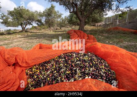 Mains qui collectent et nettoient les olives pendant la récolte d'olives avec des filets d'orange à Keratea en Grèce Banque D'Images