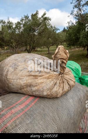 Mains qui collectent et nettoient les olives pendant la récolte d'olives avec des filets d'orange à Keratea en Grèce Banque D'Images