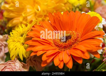 Gros plan de la belle fleur de gerbera orange qui fleurit en automne dans le jardin de chrysanthème.Superbes fleurs de chrysanthème en gros plan. Banque D'Images