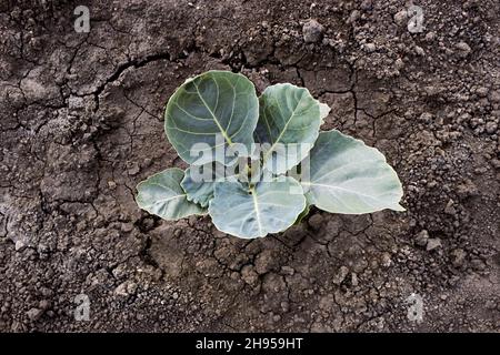 Jeunes plants de chou.La croissance de semis de chou blanc sur Chernozem, en culture dans une ferme végétale.Buissons de chou blanc sur le sol noir. Banque D'Images