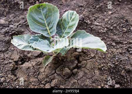 La croissance de semis de chou blanc sur Chernozem, en culture dans une ferme végétale.Buissons de chou blanc sur le sol noir.Jeunes plants de chou. Banque D'Images