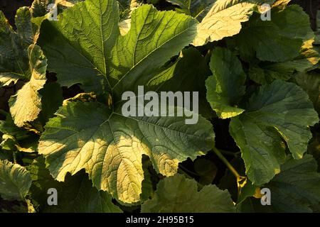 Grandes feuilles vertes de courgettes sur un lit de légumes.Rangées de courgettes dans le jardin.Le thème du jardinage, de l'agriculture, d'une récolte riche. Banque D'Images