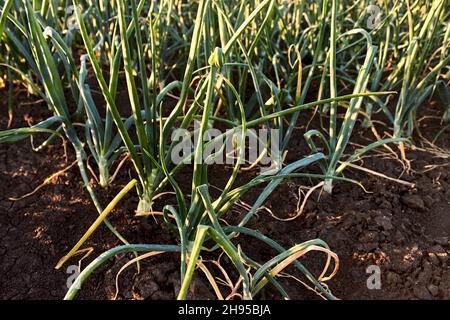 Ail vert planté en rangées dans la campagne au printemps.De petites rangées d'ail en pleine croissance dans le jardin.Rangées de semis d'ail. Banque D'Images