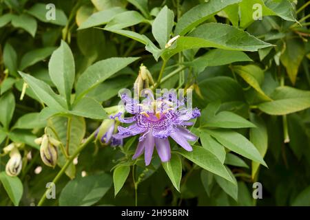 Passiflora incarnata en fleur Banque D'Images