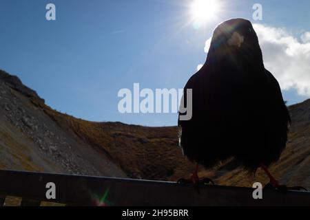 Le Chough à bec jaune est une espèce d'oiseaux alpins de grande envergure qui s'étend dans les montagnes paléoarctiques occidentales, des Pyrénées aux Alpes en passant par l'Himalaya Banque D'Images