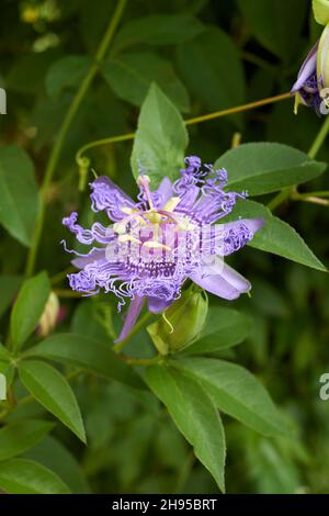 Passiflora incarnata en fleur Banque D'Images