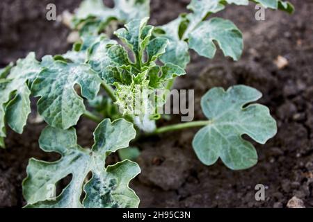 Le germe d'une jeune pastèque sur la ferme.Jeunes plantes, jeunes plantules en gros plan.Melon d'eau saule.Le thème du jardinage, de l'agriculture, d'une récolte riche. Banque D'Images