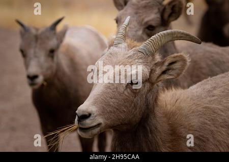 Troupeau de mouflons dorants passant une journée ensoleillée à Waterton Canyon Colorado pendant la saison des ornières Banque D'Images