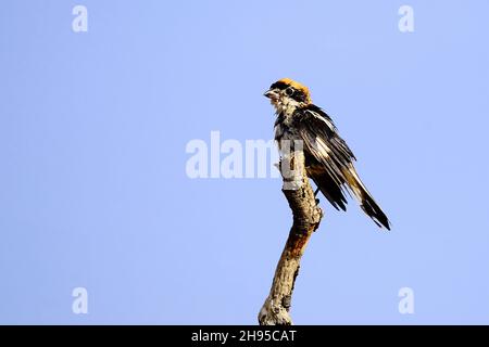 Lanius sénateur - la crevette commune est une espèce d'oiseau de passereau. Banque D'Images