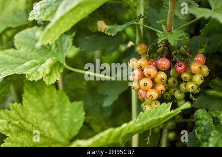 Grappes de mûres de cassis.De petites baies rouges-vertes de cassis sont fillées sur une branche le jour d'été dans le jardin. Banque D'Images