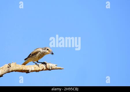 Lanius sénateur - la crevette commune est une espèce d'oiseau de passereau. Banque D'Images