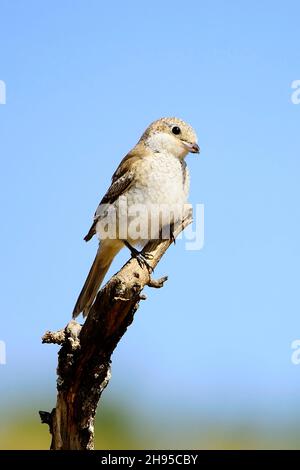 Lanius sénateur - la crevette commune est une espèce d'oiseau de passereau. Banque D'Images