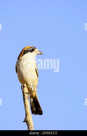 Lanius sénateur - la crevette commune est une espèce d'oiseau de passereau. Banque D'Images