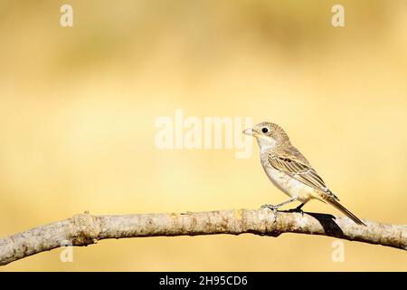 Lanius sénateur - la crevette commune est une espèce d'oiseau de passereau. Banque D'Images