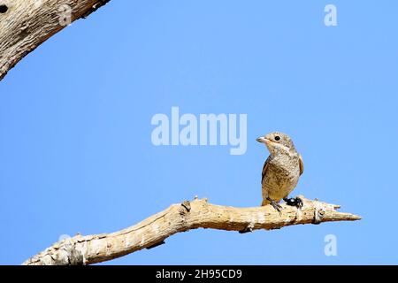 Lanius sénateur - la crevette commune est une espèce d'oiseau de passereau. Banque D'Images