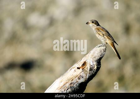 Lanius sénateur - la crevette commune est une espèce d'oiseau de passereau. Banque D'Images